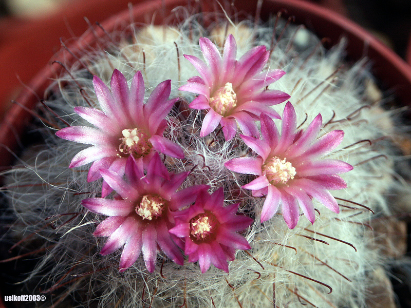 Mammillaria bocasana v rosea (2007 відвідувань) Mammillaria bocasana v rosea