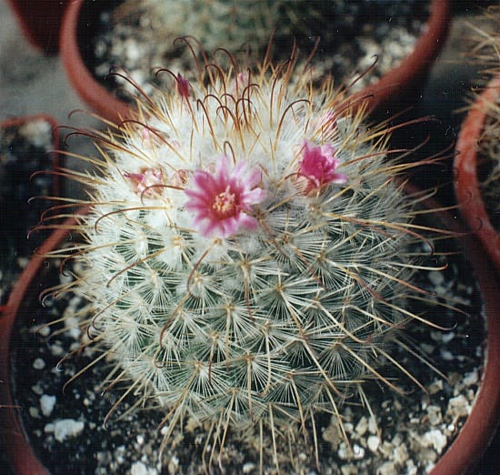 Mammillaria_bombicina.jpg