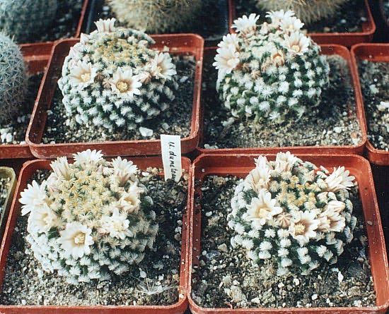 Mammillaria_dumetorum2.jpg