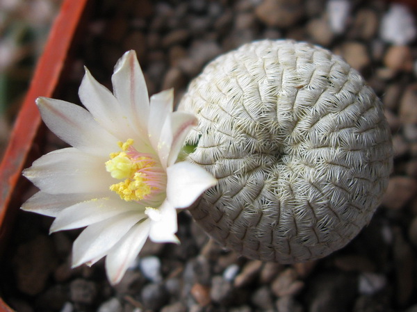 Mammillaria_pectinifera__Solisia_pectinata.jpg