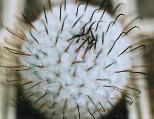 Mammillaria_peresdelarosa.jpg