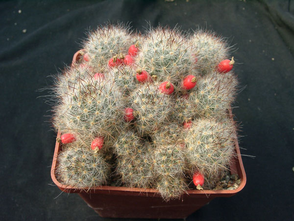 Mammillaria_prolifera_v_multilanata.jpg