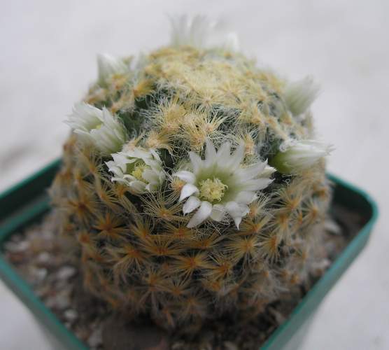 Mammillaria_schiedeana_Ann.jpg