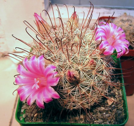 Mammillaria_stampferi.jpg
