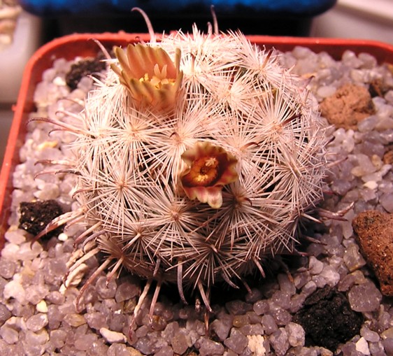 Mammillaria_stella-de-tacubaya.jpg