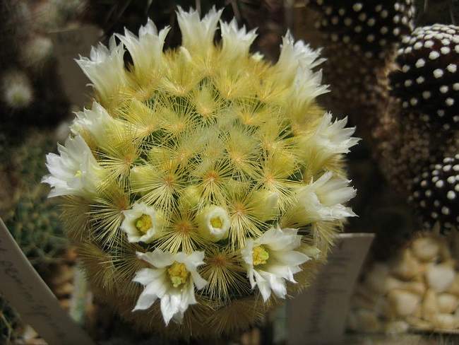 Ph_Mammillaria_carmenae_Galin.jpg