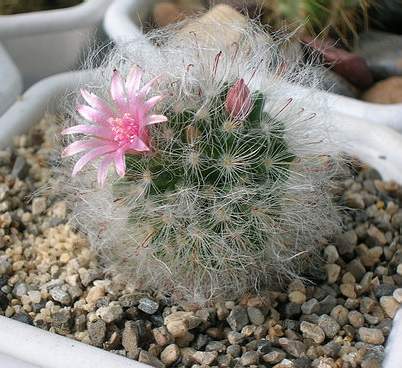 mammilaria_bocasana_Aplit.jpg