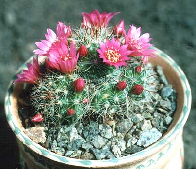 mammillaria_zelmanniana.jpg