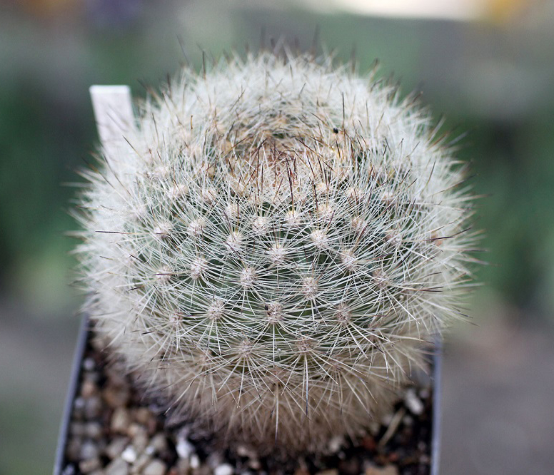 Matucana haynei (2397 відвідувань) Matucana haynei