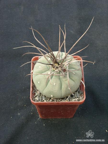 Matucana madisoniorum Gorb (2138 відвідувань) Matucana madisoniorum Gorb