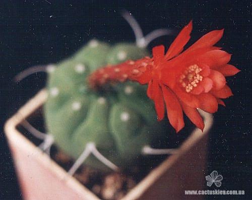 Matucana madisoniorum Iva (2021 відвідувань) Matucana madisoniorum Iva