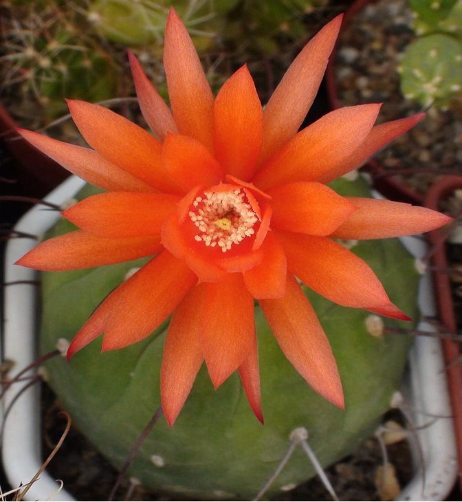 Matucana madisoniorum Sobolev (1999 відвідувань) Matucana madisoniorum Sobolev