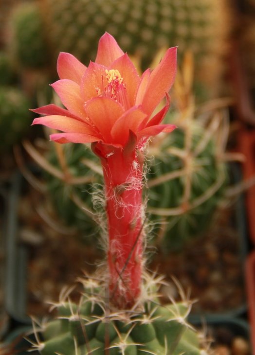 Matucana paucicostata 001 (2145 відвідувань) Matucana paucicostata 001