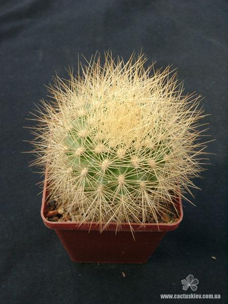 Matucana weberbaueri Gorb (2070 відвідувань) Matucana weberbaueri Gorb
