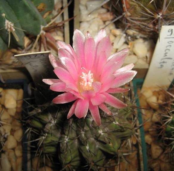 Neochilenia fusca Galin FG (2232 відвідувань) Neochilenia fusca Galin FG