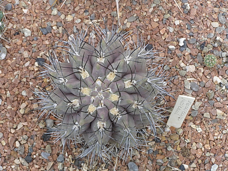 Neochilenia jussieui (3486 відвідувань) Neochilenia jussieui