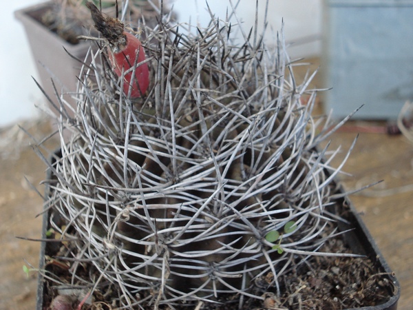 Neochilenia_sp__Burzak_FG.JPG