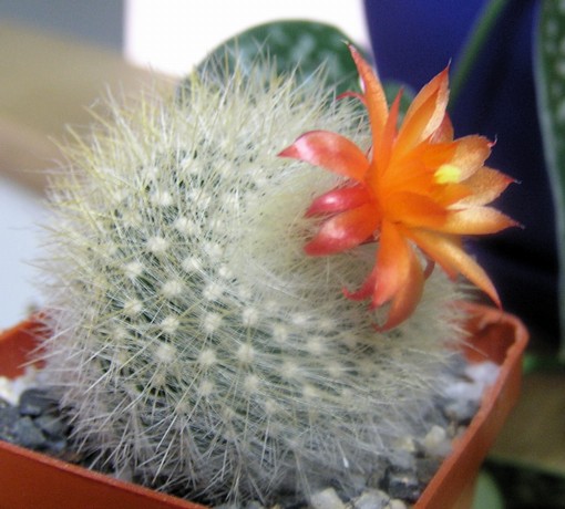 Notocactus Brasilicactus haselbergii (2178 відвідувань) Notocactus Brasilicactus haselbergii