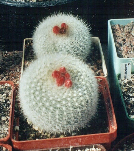 Notocactus haselbergii (1991 відвідувань) Notocactus haselbergii