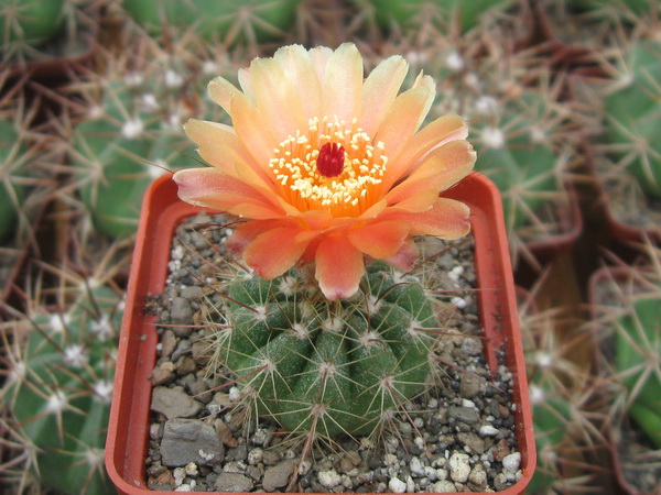 Notocactus ottonis var janousekianus (2642 відвідувань) Notocactus ottonis var janousekianus