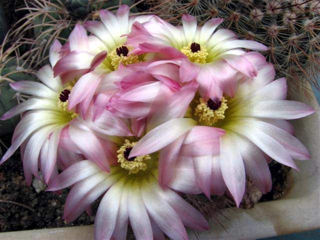 Notocactus rutilans Fom FG (2211 відвідувань) Notocactus rutilans Fom FG