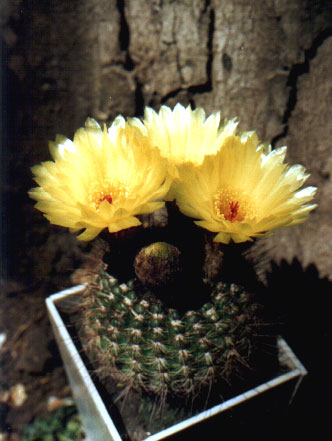 Notocactus apricus (3353 відвідувань) Фото и растение Арлена Александровича Буренкова (Киев... Notocactus apricus