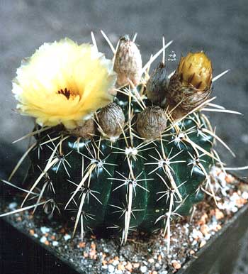 Notocactus submammulosus (2842 відвідувань) Фото и растение Татьяны Кецко (Киев)
Notocactus submammulosus