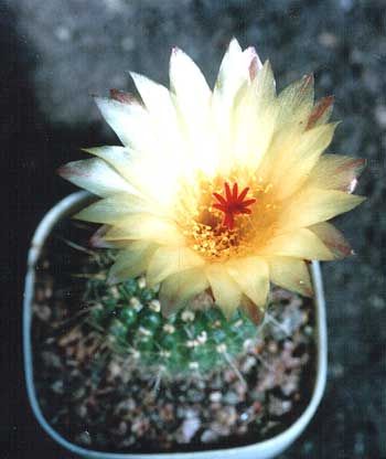 Notocactus apricus (2930 відвідувань) Фото и растение Татьяны Кецко (Киев)
Notocactus apricus