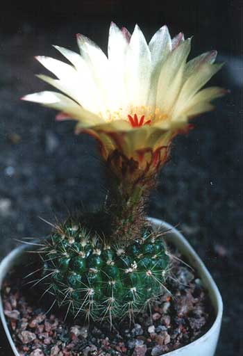 notocactus apricus2 (2372 відвідувань) notocactus apricus2