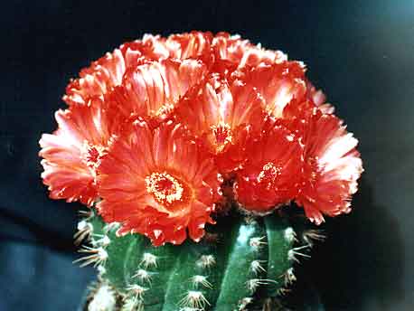 Notocactus ottonis v. venclusianus (2764 відвідувань) Фото и растение Александра и Сергея Червинко (Винница) Notocactus ottonis v. venclusianus