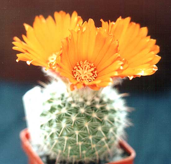 Parodia_mutabilis.jpg