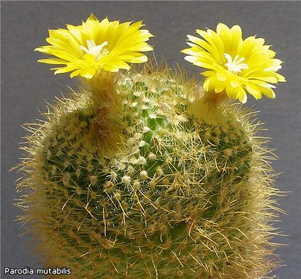 Parodia_mutabilis_Lira_FG.jpg