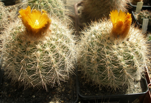 Parodia_saint_pieana.JPG
