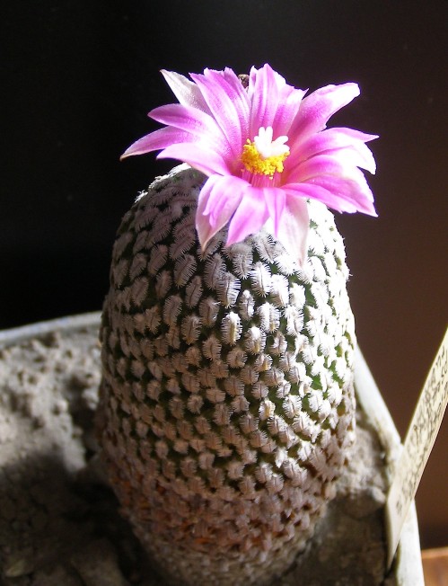 Pelecyphora Turbinicarpus pseudopectinata v rubriflora Navajo FG (2021 відвідувань) Pelecyphora Turbinicarpus pseudopectinata v rubriflora Navajo FG