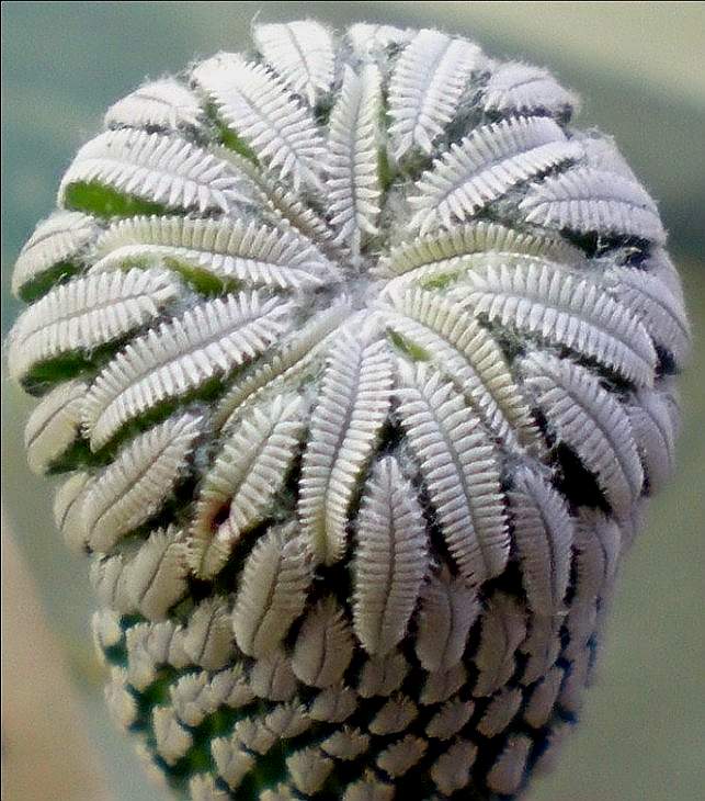 Pelecyphora aselliformis (1945 відвідувань) Pelecyphora aselliformis