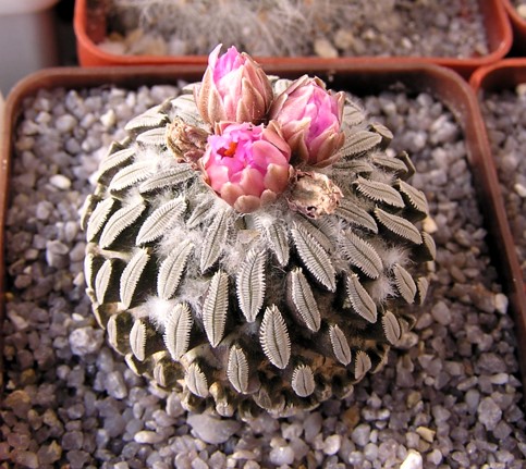 Pelecyphora asseliformis (2021 відвідувань) Pelecyphora asseliformis