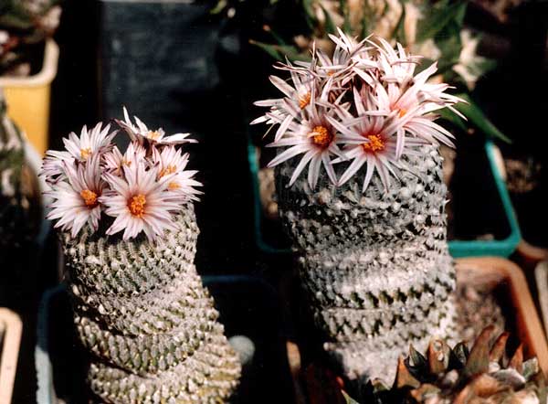 Pelecyphora (Turbinicarpus) pseudopectinata (3207 відвідувань) Фото и растения Александра и Сергея Червинко (Винница) Pelecyphora (Turbinicarpus) pseudopectinata