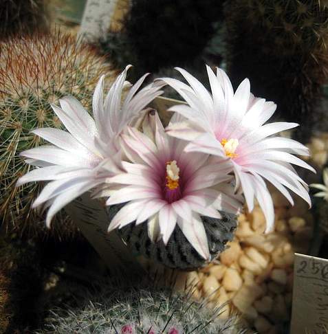Ph Pelecyphora Turbinicarpus pseudopectinata Galin (1895 відвідувань) Ph Pelecyphora Turbinicarpus pseudopectinata Galin