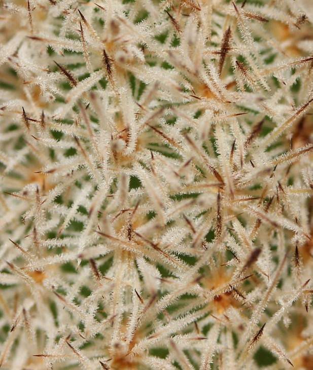 Pygmaeocereus densiaculeatus Sob (2134 відвідувань) Pygmaeocereus densiaculeatus Sob