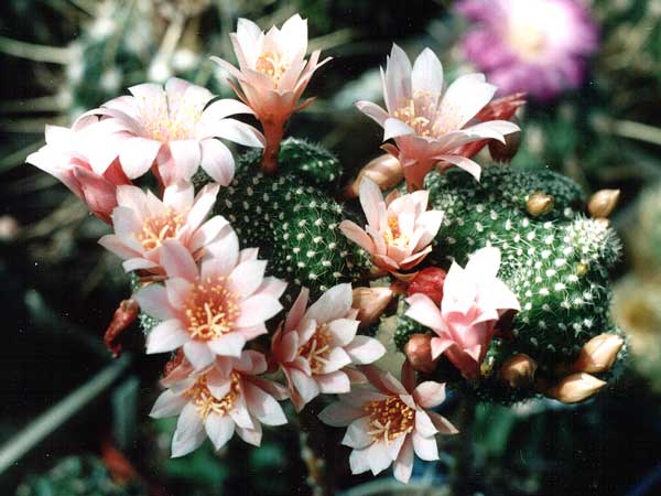 Rebutia.jpg
