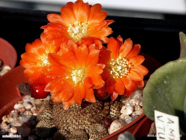 Rebutia Aylostera heliosa4 (2056 відвідувань) Rebutia Aylostera heliosa4