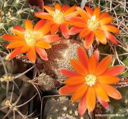 Rebutia Aylostera heliosa v condorensis (2065 відвідувань) Rebutia Aylostera heliosa v condorensis