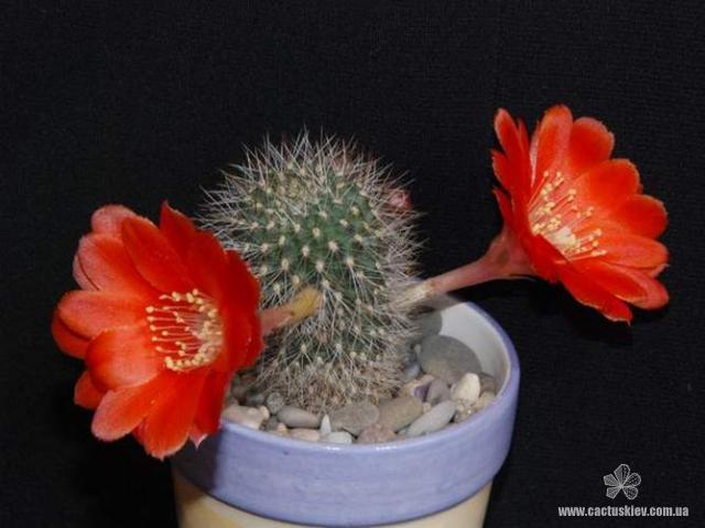 Rebutia Aylostera kupperiana-01 (1958 відвідувань) Rebutia Aylostera kupperiana-01
