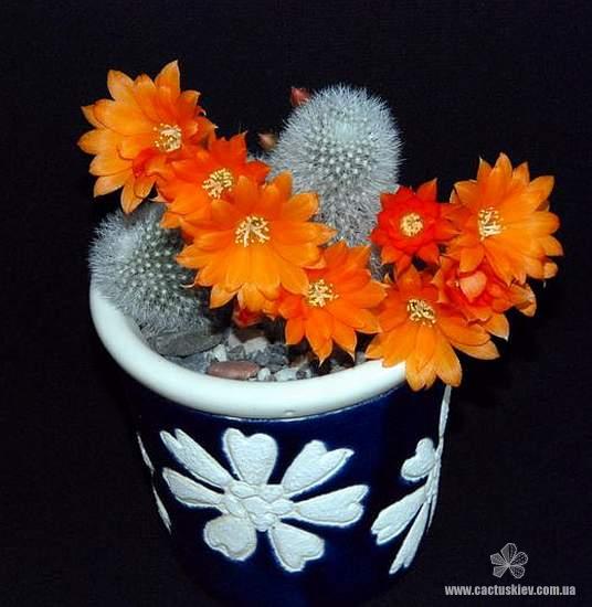 Rebutia Aylostera muscula1 (1998 відвідувань) Rebutia Aylostera muscula1