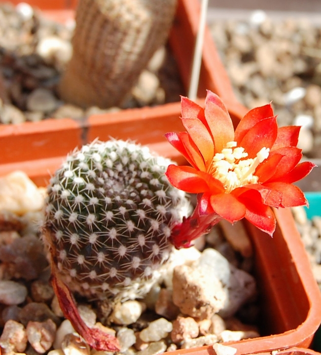 Rebutia krainziana (1851 відвідувань) Rebutia krainziana