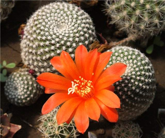 Rebutia krainziana Der FG (2088 відвідувань) Rebutia krainziana Der FG
