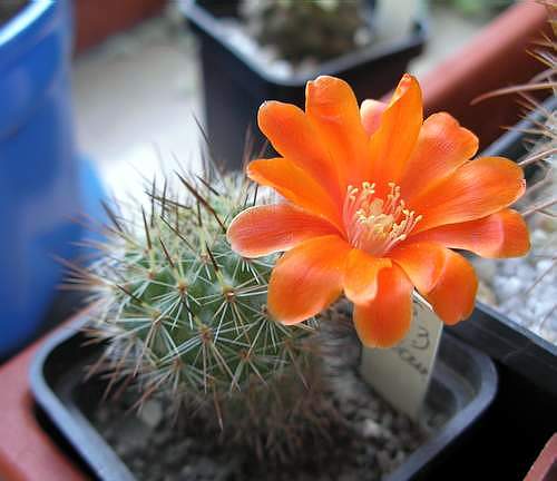Rebutia laui (2991 відвідувань) Фото и растение Анны Емельяновой (Одесса)
Rebutia laui