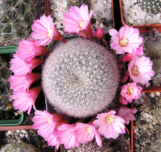 Rebutia_narvaecensis.jpg