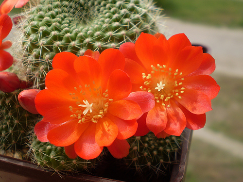 Rebutia senilis (2969 відвідувань) Фото и растение Артема Гончарюка (Черкассы)
Rebutia senilis