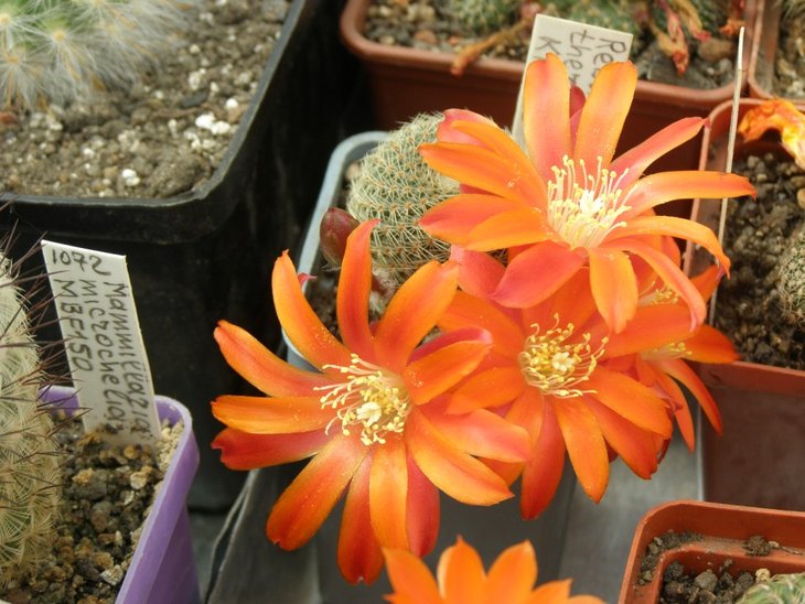 Rebutia theresae KK1925 balanovskiy (1959 відвідувань) Rebutia theresae KK1925 balanovskiy